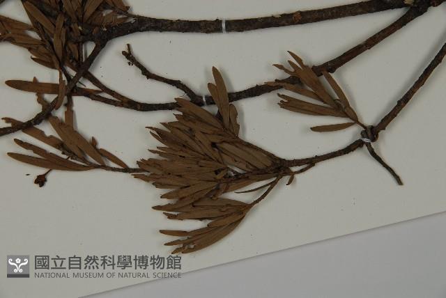 登錄號:G000992藏品圖，第5張