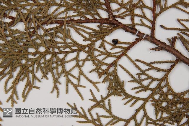 臺灣扁柏藏品圖，第5張