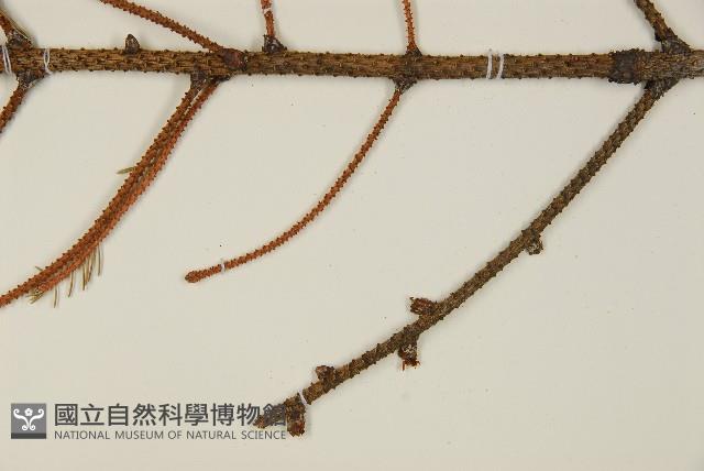 登錄號:G001062藏品圖，第5張