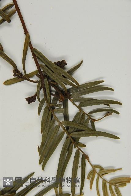 臺灣粗榧、台灣三尖杉藏品圖，第5張