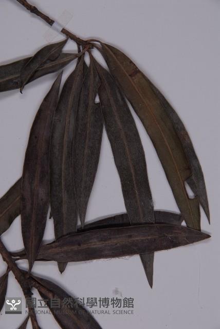 桃實百日青藏品圖，第5張