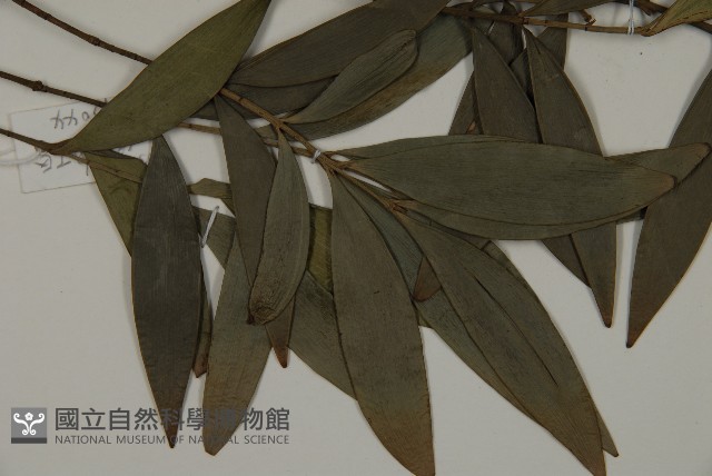 竹柏藏品圖，第4張