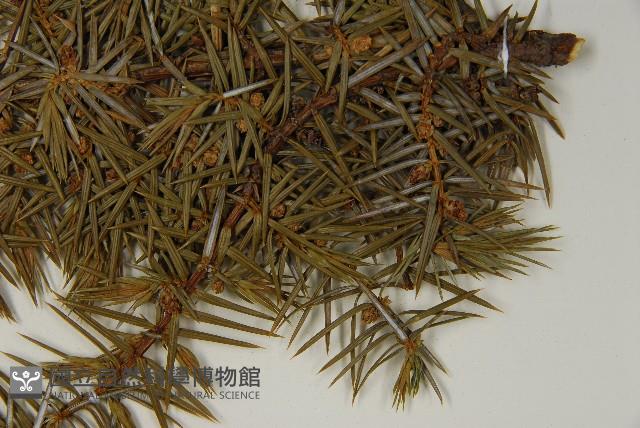 Formosan juniper Collection Image, Figure 5, Total 5 Figures