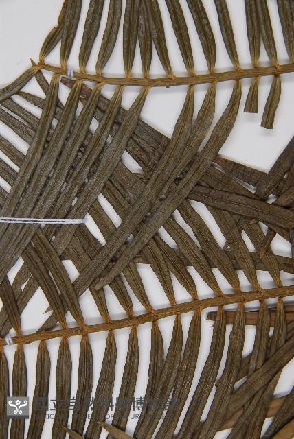 三尖杉藏品圖，第5張