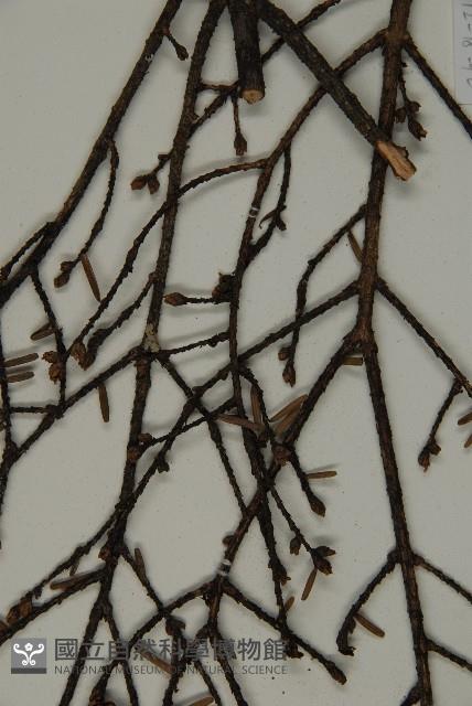 臺灣鐵杉藏品圖，第5張