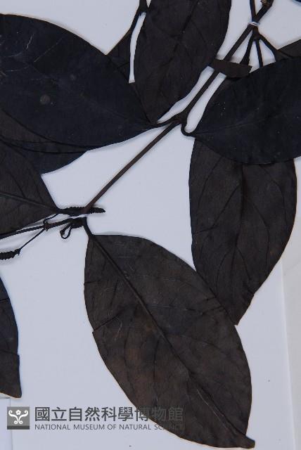 買麻藤藏品圖，第5張