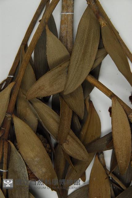 貝殼杉藏品圖，第5張