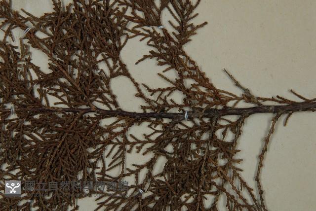 側柏藏品圖，第5張