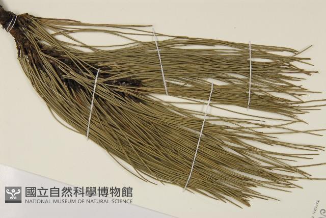 臺灣二葉松藏品圖，第4張