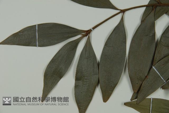 竹柏藏品圖，第4張