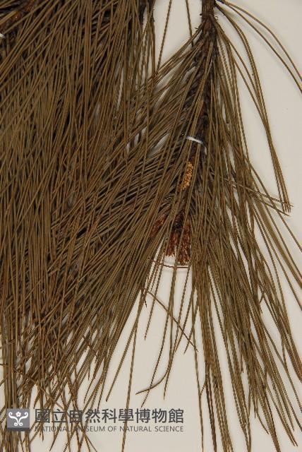 馬尾松藏品圖，第5張