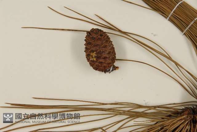 臺灣二葉松藏品圖，第4張