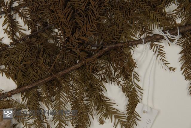 落羽松、美國水松藏品圖，第5張