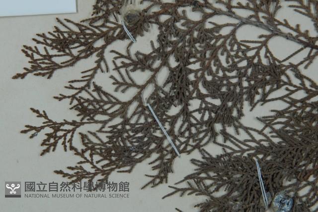 側柏藏品圖，第5張