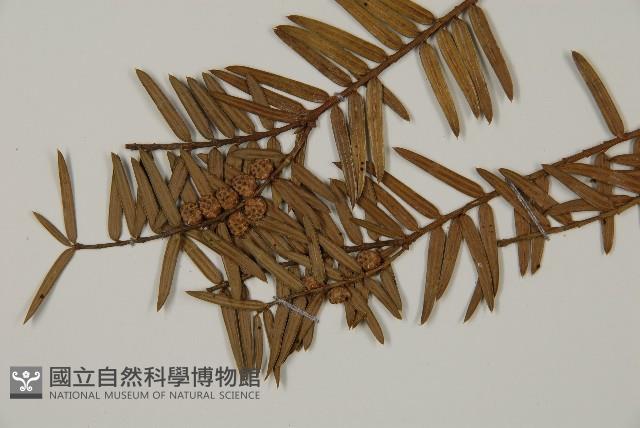 香榧藏品圖，第5張