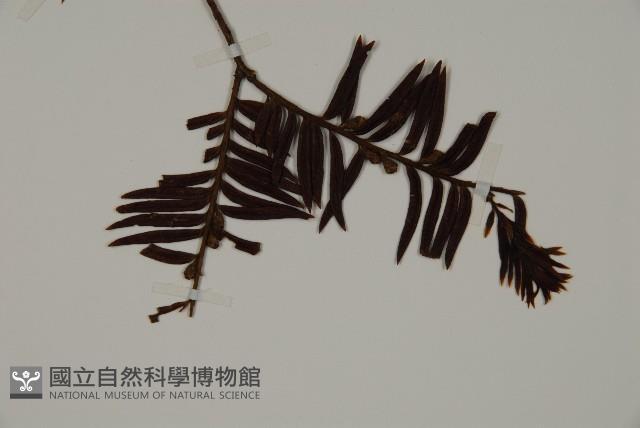 南方紅豆杉藏品圖，第5張