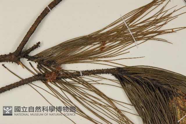 馬尾松藏品圖，第5張