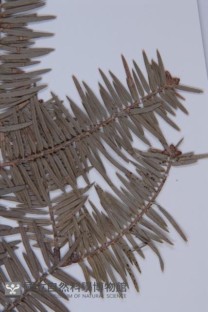 日本冷杉藏品圖，第5張