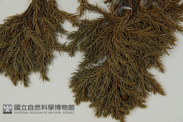 香青藏品圖，第5張