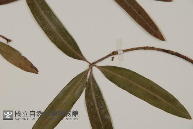 叢花百日青藏品圖，第5張