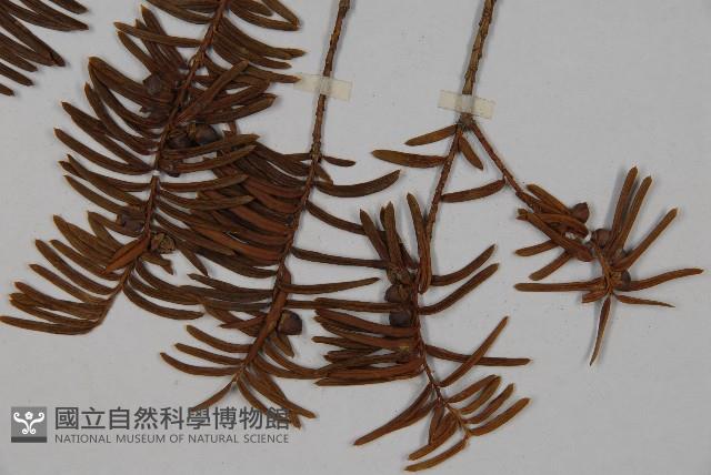 東北紅豆杉藏品圖，第5張