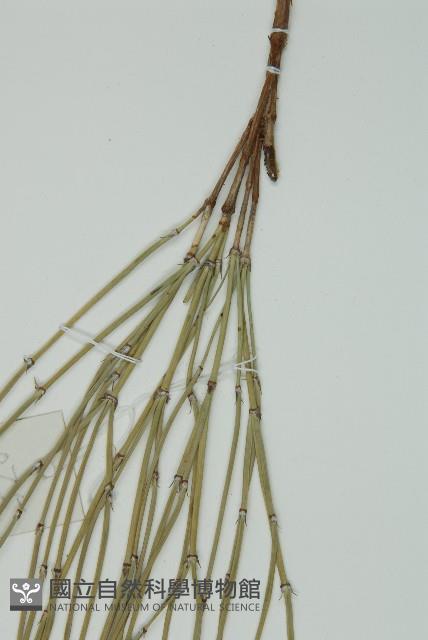 草麻黃藏品圖，第5張