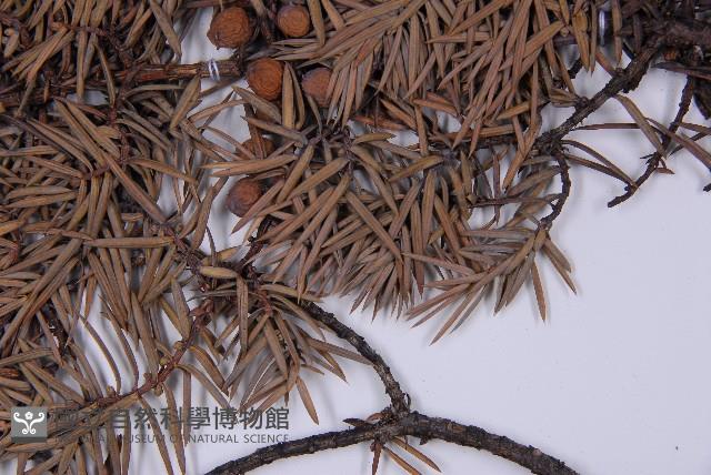 刺柏藏品圖，第5張