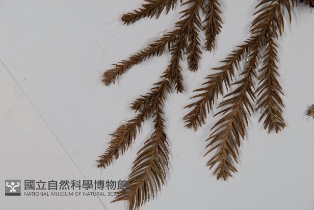 柳杉藏品圖，第5張