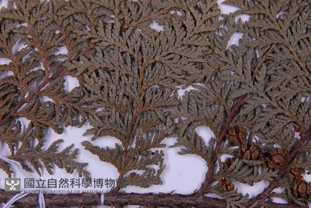 紅檜藏品圖，第5張