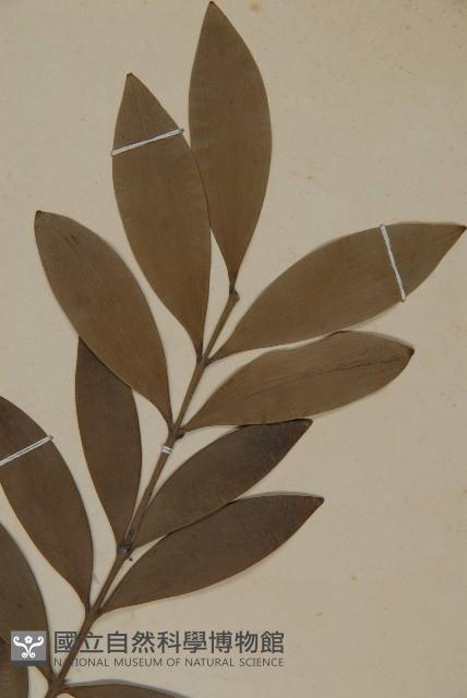 竹柏藏品圖，第4張