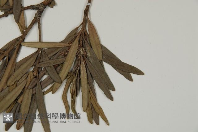 小葉羅漢松藏品圖，第5張