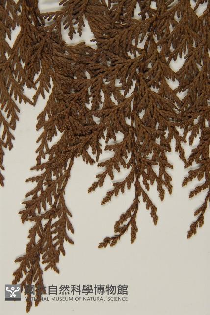 紅檜藏品圖，第5張