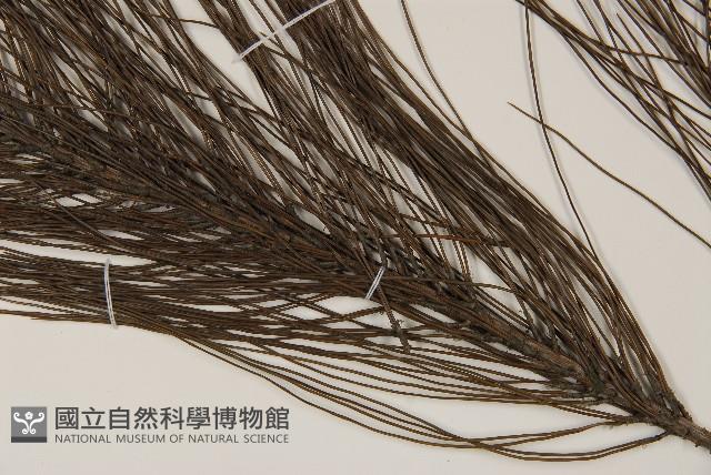 馬尾松藏品圖，第5張