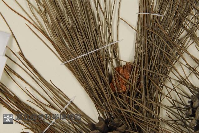 琉球松藏品圖，第5張