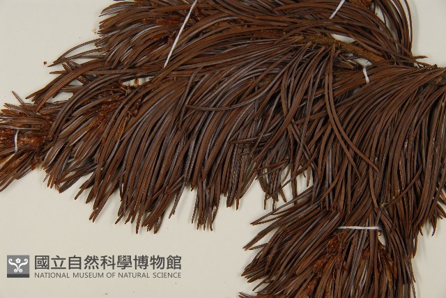 偃松藏品圖，第5張