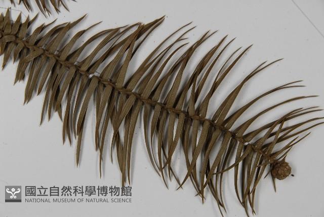 杉木藏品圖，第5張