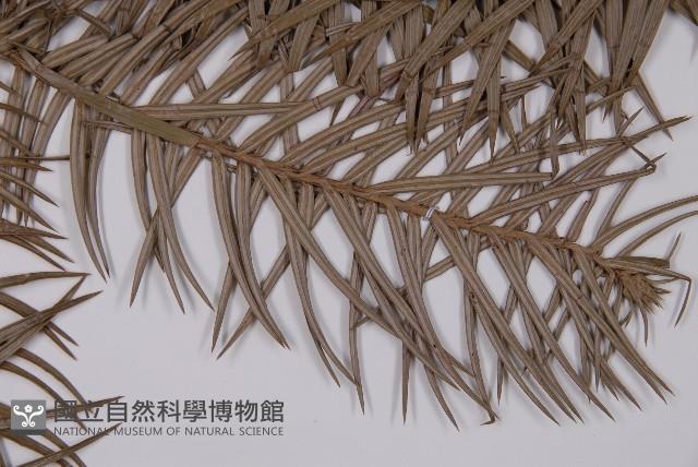 Chinese fir Collection Image, Figure 5, Total 5 Figures