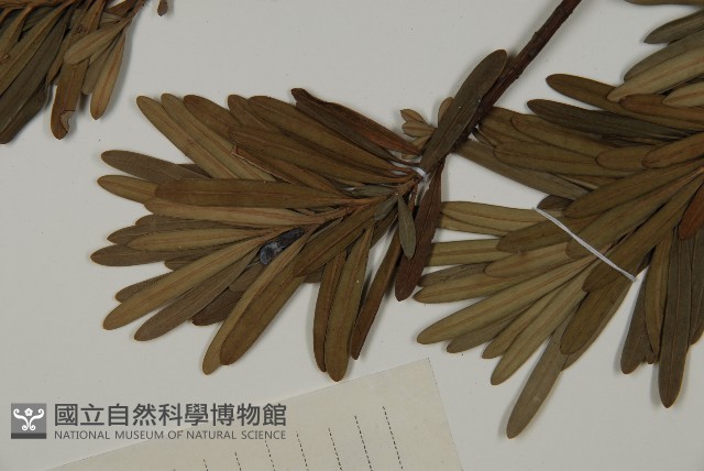 大葉羅漢松藏品圖，第5張