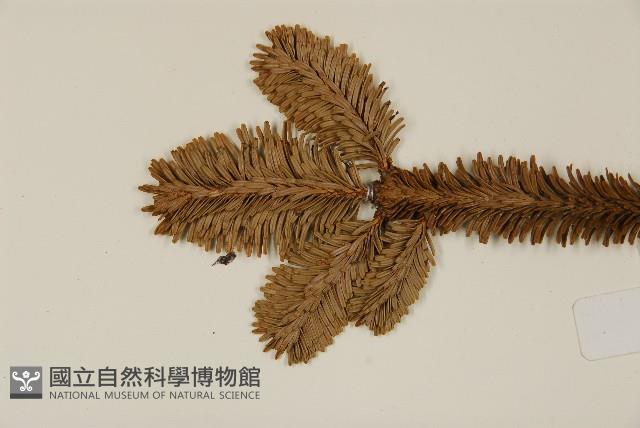 臺灣冷杉藏品圖，第4張