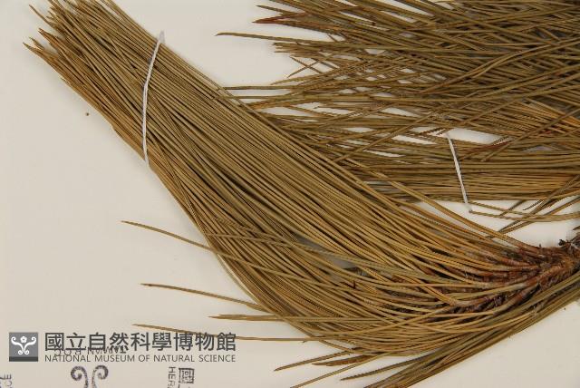 臺灣二葉松藏品圖，第4張