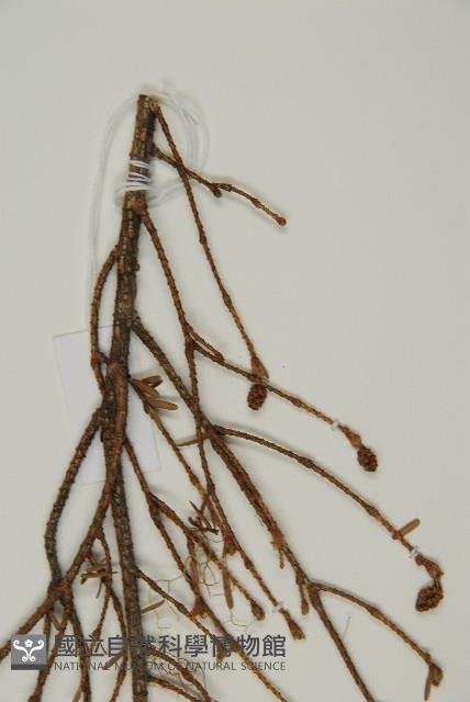 臺灣鐵杉藏品圖，第5張