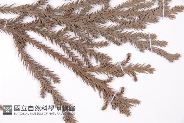 柳杉藏品圖，第5張