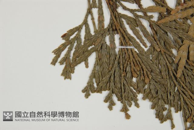 福建柏藏品圖，第5張