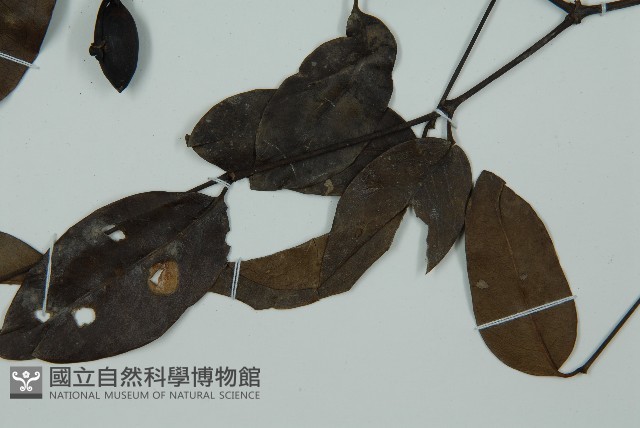 小葉買麻藤藏品圖，第5張