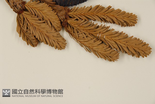 臺灣冷杉藏品圖，第4張
