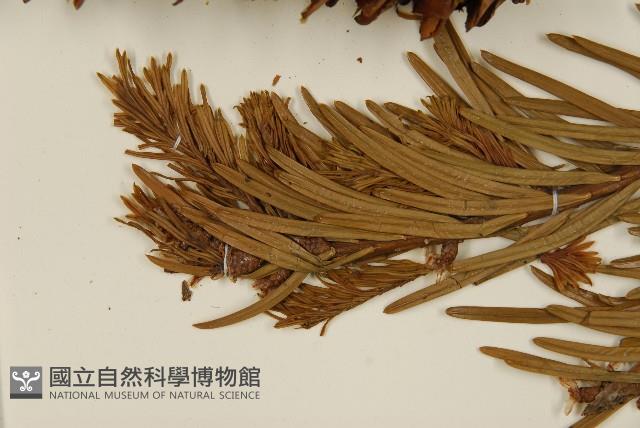 雲南油杉、杉松藏品圖，第5張