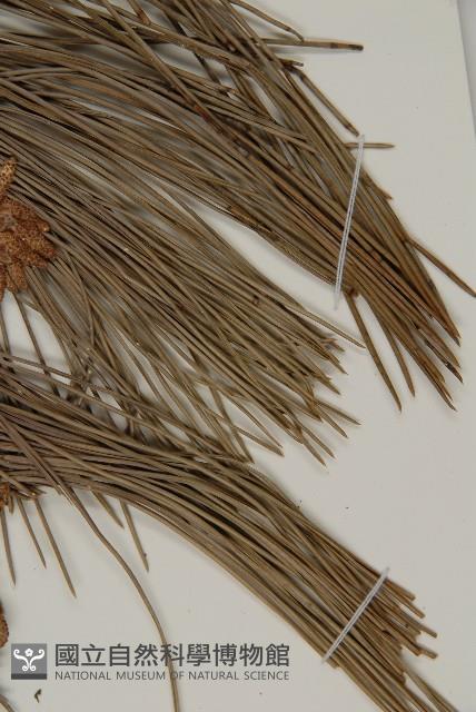 黑松藏品圖，第5張