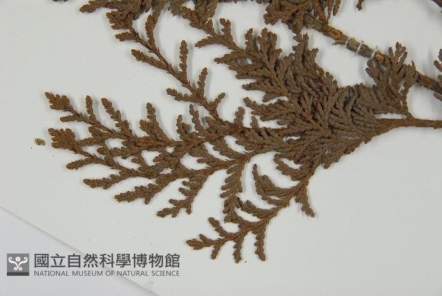 紅檜藏品圖，第5張