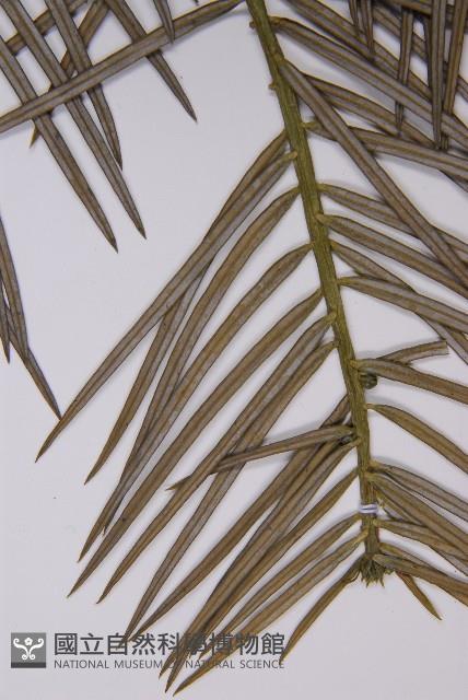 高山三尖杉藏品圖，第5張