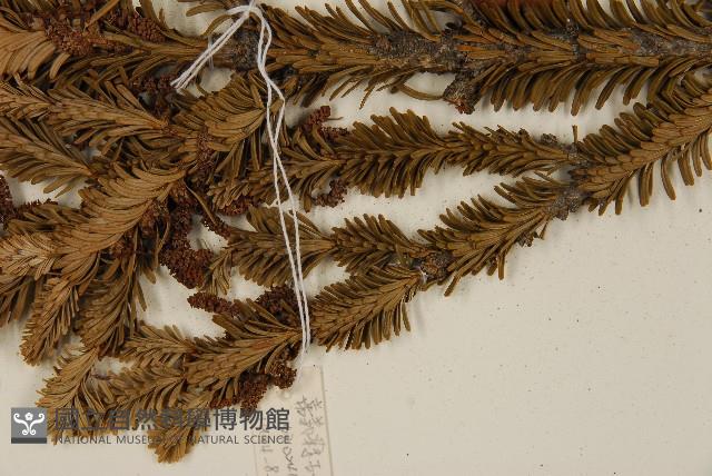 臺灣冷杉藏品圖，第5張